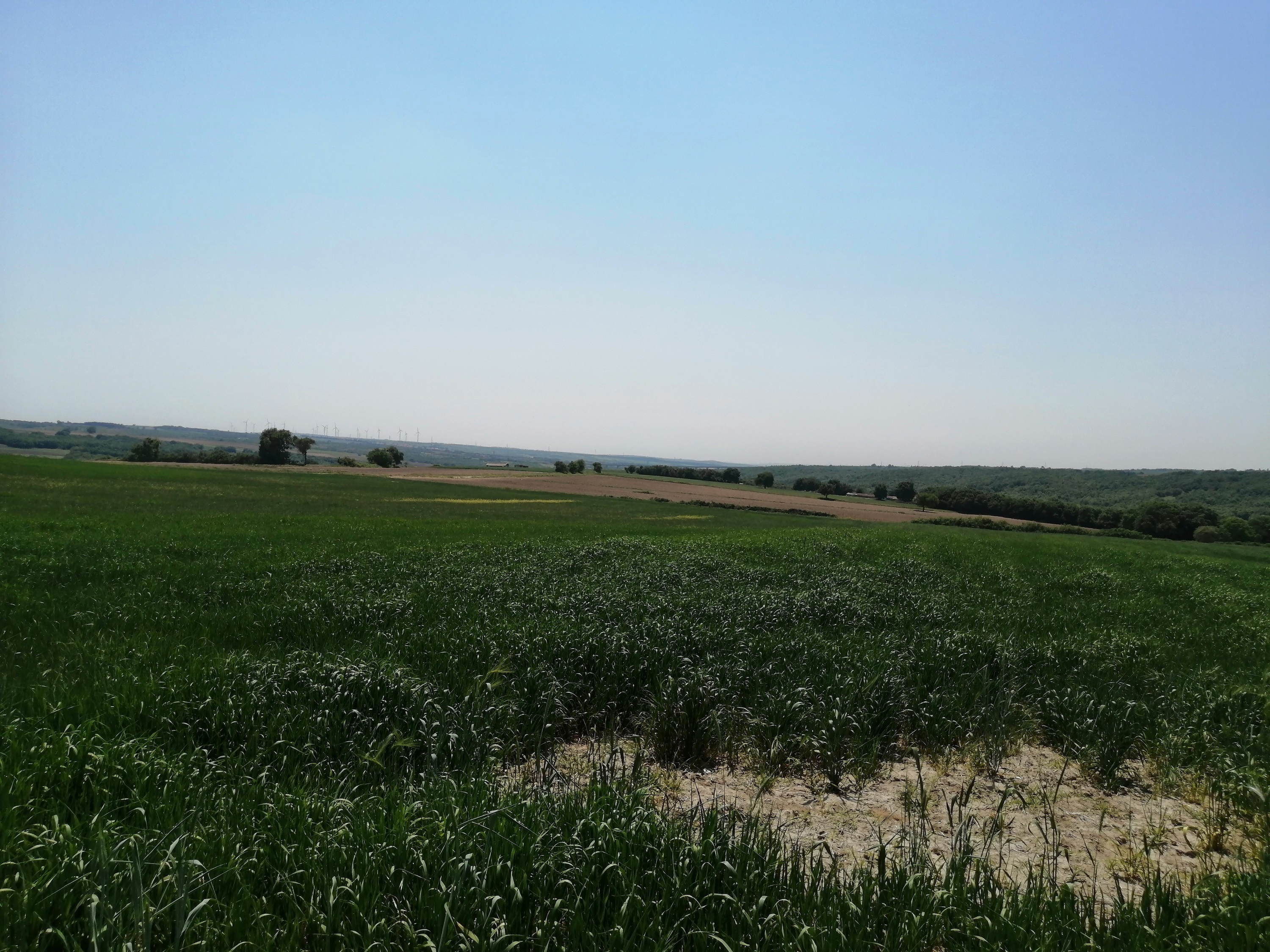 silivri büyükçavuşlu 5000 m2 tarla