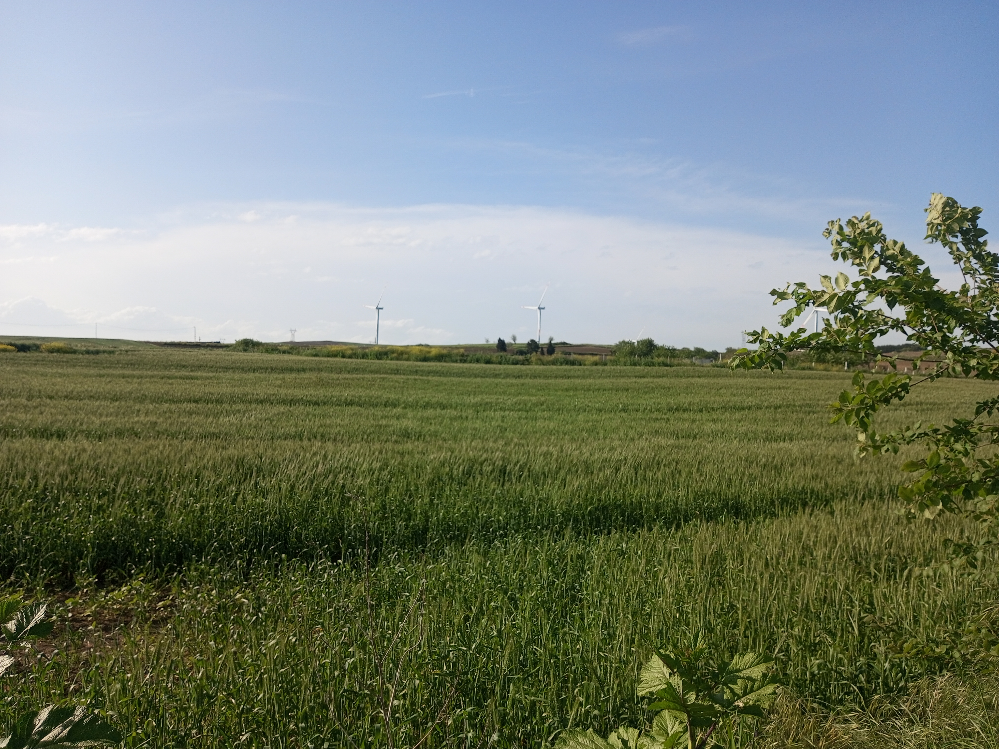 SİLİVRİ FENERKÖYDE 3500 M2 SATİLİK TARLA